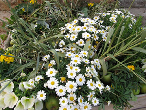L'esgl&eacute;sia de Sant Feliu