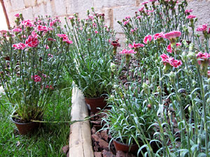 L'esgl&eacute;sia de Sant Feliu