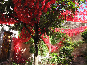 Jard&iacute; del Museu d'Art