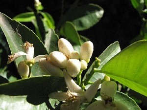 Jardins de la Francesa