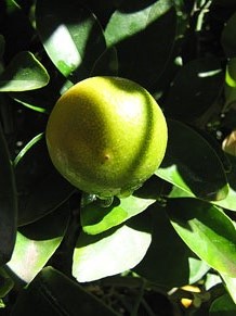 Jardins de la Francesa