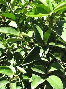 Jardins de la Francesa