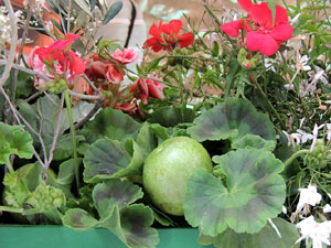 El carrer de la For&ccedil;a