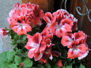 El carrer de la For&ccedil;a