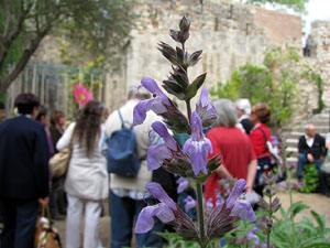 Torre Gironella i Jardins dels Alemanys