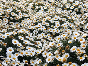 El carrer dels Ciutadans