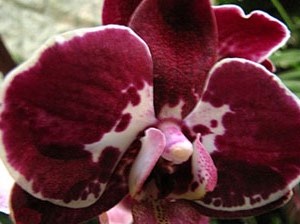 El carrer dels Ciutadans