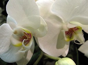 El carrer dels Ciutadans