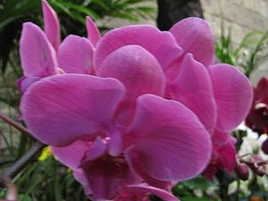 El carrer dels Ciutadans