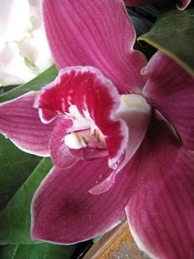 Els claustres de la Catedral