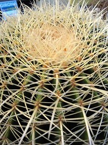 Esgl&eacute;sia de Sant Lluc - Castrum dels Manaies de Girona