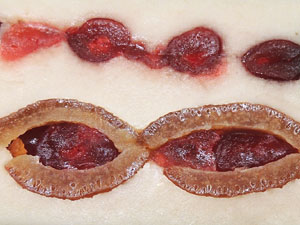 Festes de Nadal 2013.