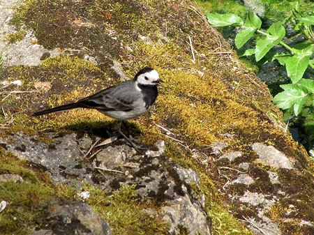 Flora i fauna del Galligants