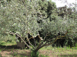 La ruta del fort del Calvari