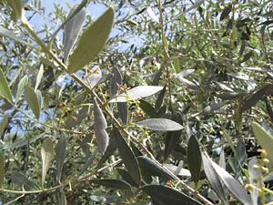 La ruta del fort del Calvari