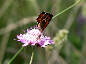La ruta del fort del Calvari