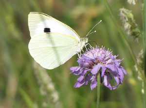 La ruta del fort del Calvari