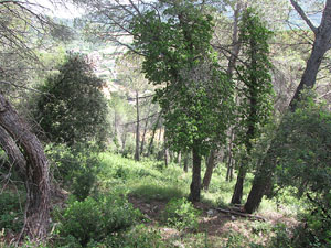 La ruta del fort del Calvari