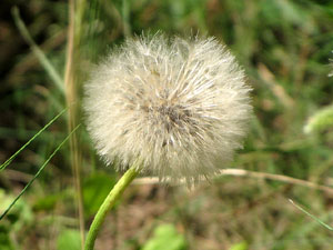 La ruta del fort del Calvari