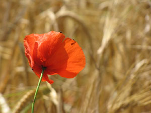 La ruta del fort del Calvari