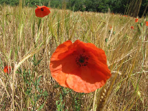 La ruta del fort del Calvari