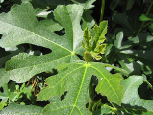 La ruta del fort del Calvari