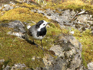 La ruta del fort del Calvari