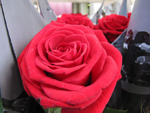 Sant Jordi 2014 a Girona