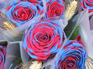 Sant Jordi 2014 a Girona