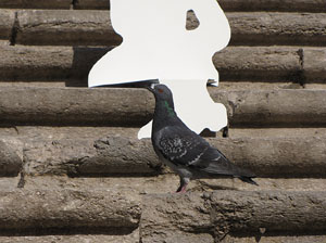 Girona Temps de Flors 2014. Preparaci&oacute; dels muntatges florals