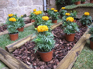 Girona Temps de Flors 2014. L'esgl&eacute;sia de Sant Feliu