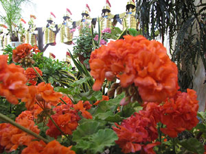 Girona Temps de Flors 2014. Sant Lluc - Castrum dels Manaies de Girona