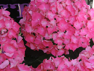 Girona Temps de Flors 2014. La Fontana d'Or - CaixaForum