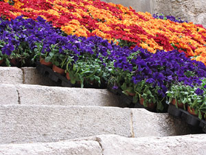 Girona Temps de Flors 2014. Pujada de Sant Dom&egrave;nec, la Casa Agullana, el Palau de Caramany i Cromats Ensesa