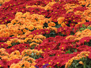 Girona Temps de Flors 2014. Pujada de Sant Dom&egrave;nec, la Casa Agullana, el Palau de Caramany i Cromats Ensesa
