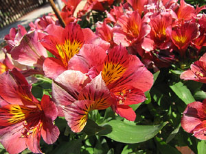 Girona Temps de Flors 2014. Sant Dom&egrave;nec i el mirador dels Maristes