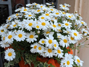 Girona Temps de Flors 2014. Sant Mart&iacute;, Can Forn i Esgl&eacute;sia del Carme