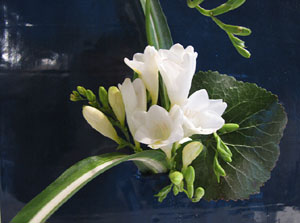 Girona Temps de Flors 2014. Les Sarra&iuml;nes