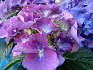 Girona Temps de Flors 2014. Les Sarra&iuml;nes