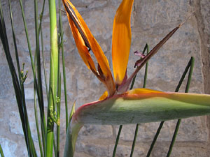 Girona Temps de Flors 2014. Les Sarra&iuml;nes