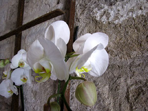Girona Temps de Flors 2014. Les Sarra&iuml;nes