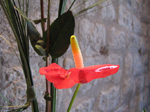 Girona Temps de Flors 2014. Les Sarra&iuml;nes