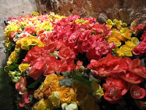 Girona Temps de Flors 2014. Les Sarra&iuml;nes