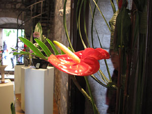 Girona Temps de Flors 2014. Les Sarra&iuml;nes