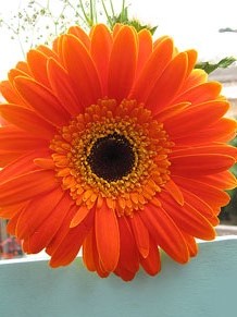 Girona Temps de Flors 2014. El Passeig Arqueol&ograve;gic