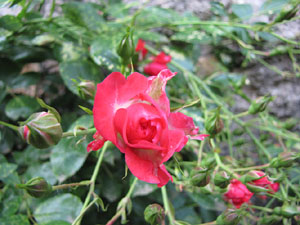 Girona Temps de Flors 2014. Capella de Sant Crist&ograve;fol - Jardins de la Francesa