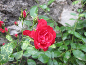 Girona Temps de Flors 2014. Capella de Sant Crist&ograve;fol - Jardins de la Francesa