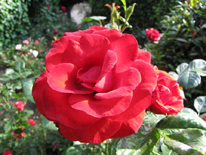 Girona Temps de Flors 2014. Capella de Sant Crist&ograve;fol - Jardins de la Francesa