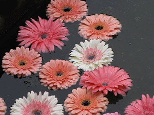 Girona Temps de Flors 2014. El claustre de la Catedral