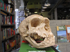 Girona Temps de Flors 2014. Un Museu a l'aparador